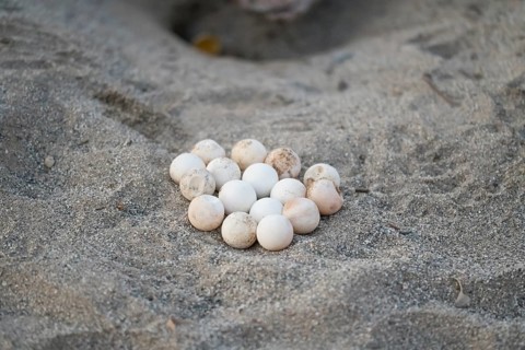 Loggerhead sea turtle