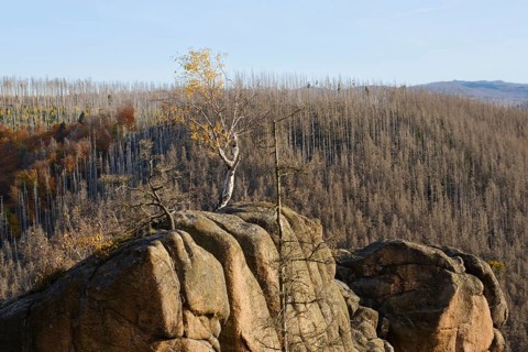 Birch on the rock Rabenstein