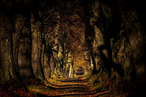 Linden trees