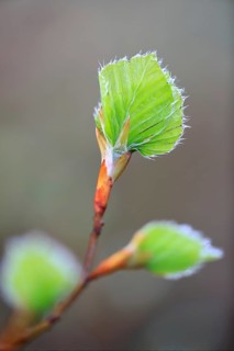 New leaves on a beech