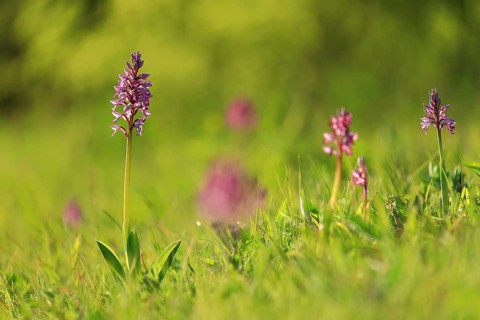 Group of military orchid