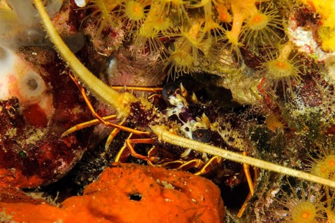 Close-up of head of juvenile european spiny crayfish