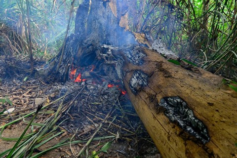 Forest clearing with fire