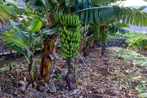 Banana plantation Banana tree