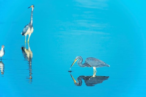 Tricolored herons