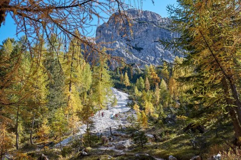Autumn larch forest on Croda da Lago