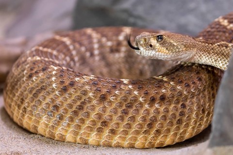 Western diamondback rattlesnake