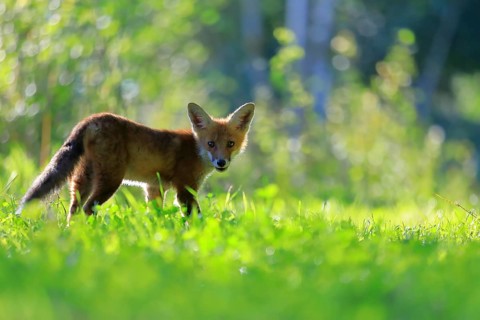 Red fox