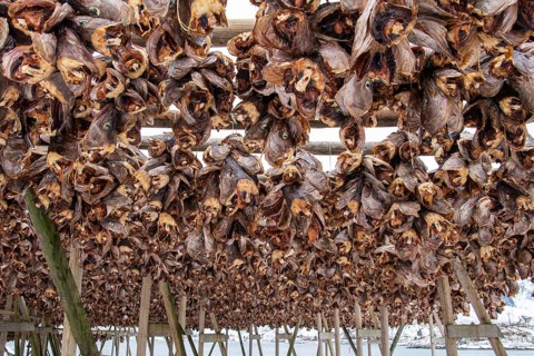 Fish heads air-dry