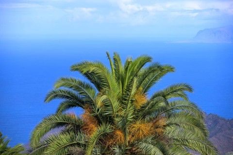 Canary Island date palm in front of blue sea