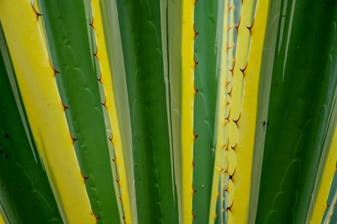 American Agave Variegata