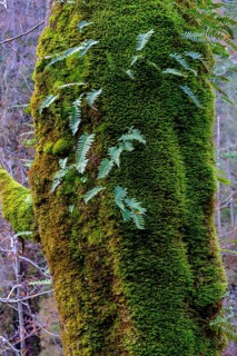 Mossy tree trunk