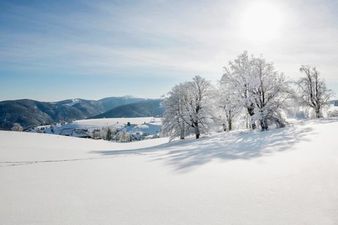 Snow-covered beech trees