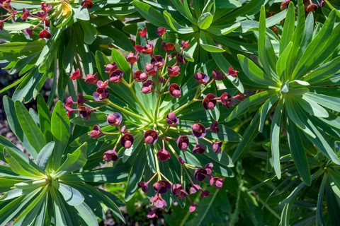 Endemic tabaiba roja