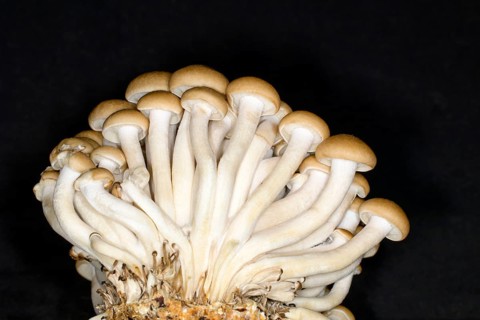 Edible beech fungus