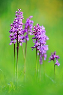 Military orchid