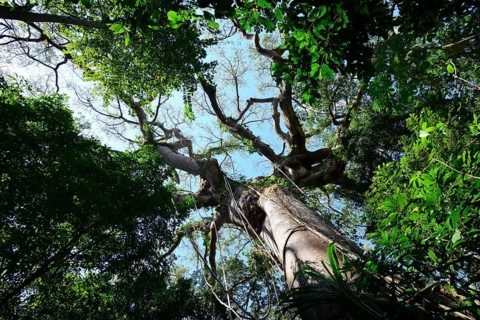 View into the crown of a jungle tree
