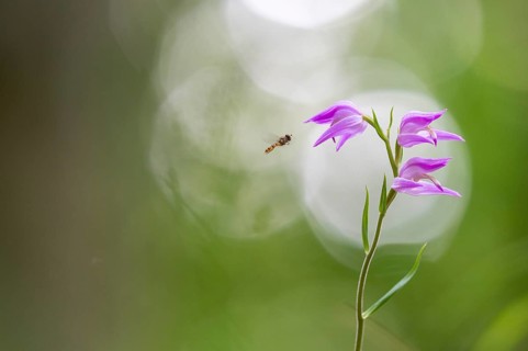 Helleborine