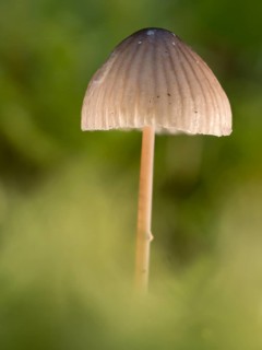Bonnet