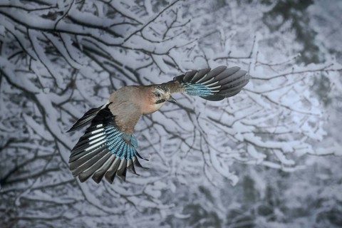 Eurasian jay
