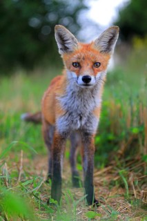 Red fox