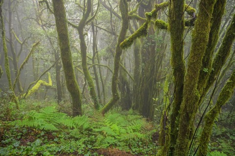 Laurel Forest