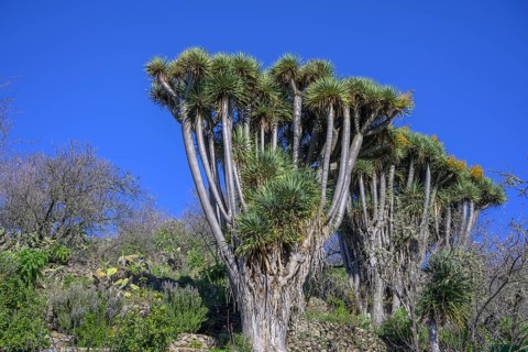 Canary canary islands dragon tree