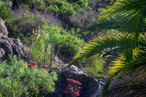 Vegetation in Barranco de las Canales
