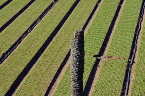 Dead palm tree in front of field with spinach