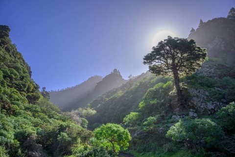 Canary island pine