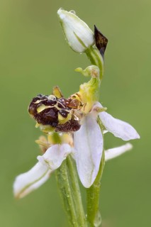 Bee orchid