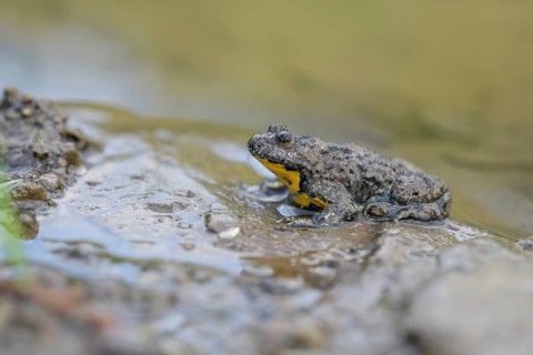 Yellow-bellied toad