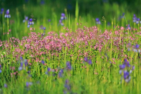 Ragged robin
