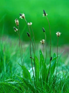 Ribwort Plantain