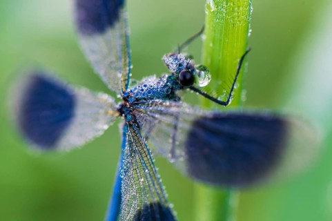 Banded demoiselle