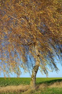 Birch