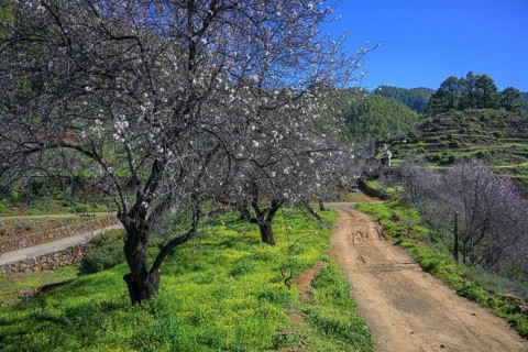 Flowering almond tree