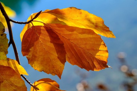 Colourful autumn leaves at Alatsee near Fuessen