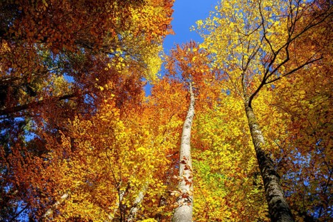 Beech forest in autumn