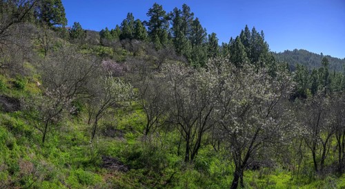 Flowering almond tree