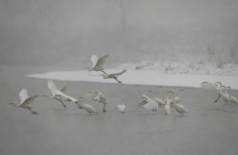 Great egret
