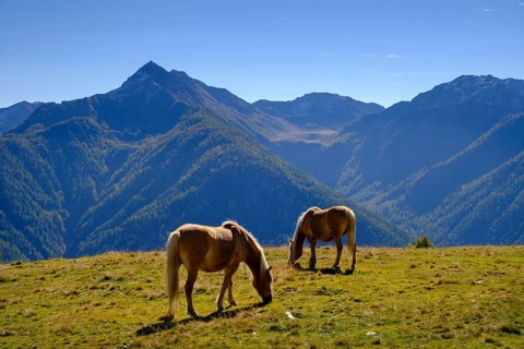 Haflinger