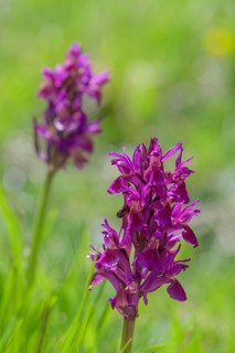 Red elder-flowered orchid