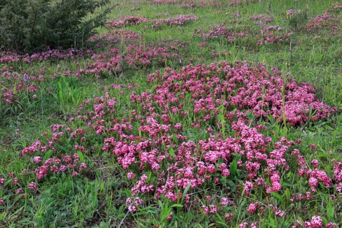 Groups of garland flower