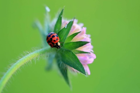Ladybird