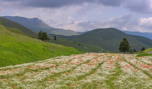Flowering poppy and daisy field