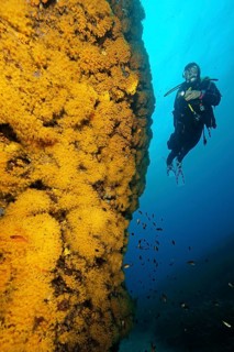 Diver looking at illuminated yellow cluster anemones