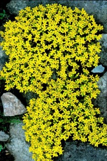 Yellow stonecrop