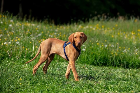 Vizsla puppy