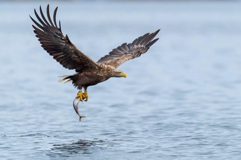 White-tailed eagle